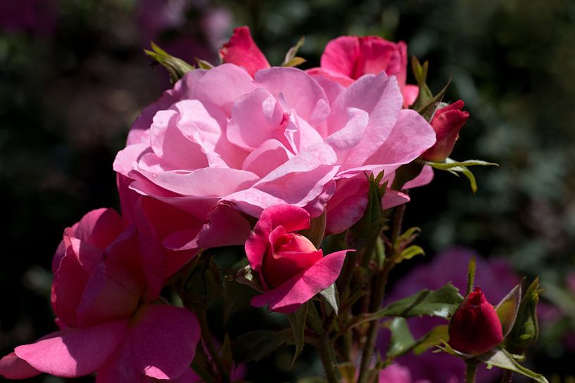 A closeup of a pink rose with buds by W J Kok