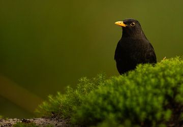 Blackbird on moss by Niels Punter