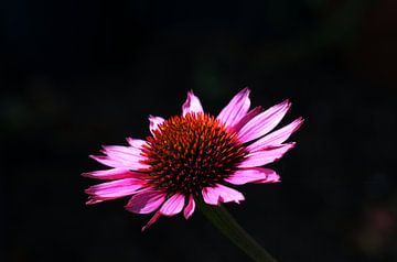 Chapeau de soleil violet