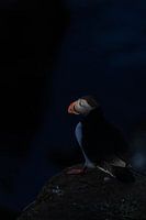 Le magnifique et célèbre macareux d'Islande