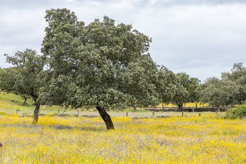 Panorama d'un paysage floral jaune par Peter Haastrecht, van