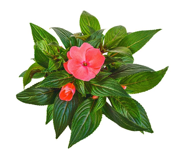 Pied-de-biche en fleurs sur fond blanc par ManfredFotos