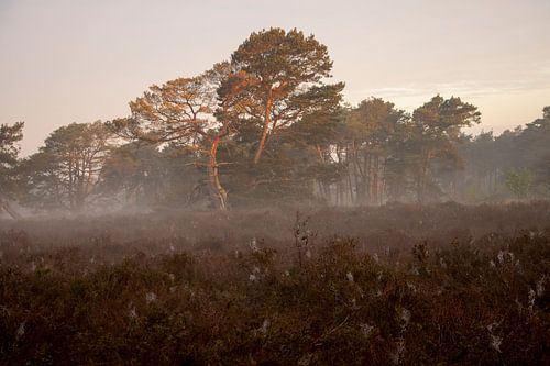 Zonsopkomst in Brabant