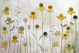 Helenium van Mandy Disher