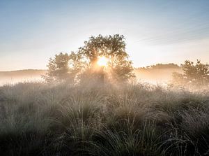 Rozendaal-Feld Teil 1