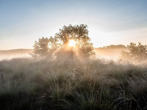 Rozendaalse veld part 1