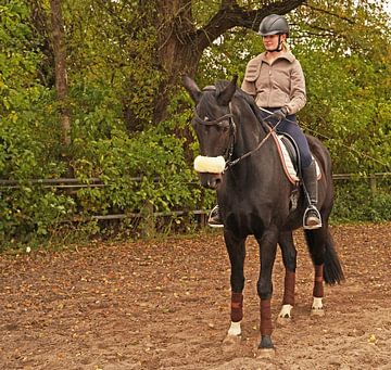 Entraînement avec le cheval noir de Bayer Baveria sur un manège en automne