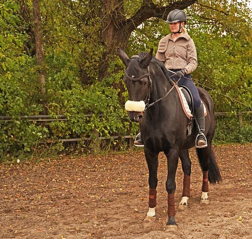 Training met het Beierse zwarte paard Baveria op een rijbak in de herfst