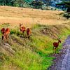 Herten in de Masai Mara van René Holtslag