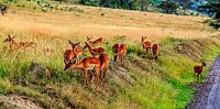 Herten in de Masai Mara by René Holtslag thumbnail