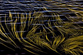 Lignes d'herbe dans l'eau formées par le vent et le courant. sur Smit in Beeld