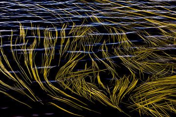 Lignes d'herbe dans l'eau formées par le vent et le courant. sur Smit in Beeld