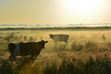 Koeien in de mist van Maurice Kruk