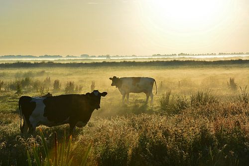 Koeien in de mist
