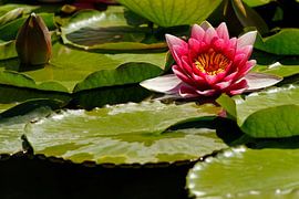 Seerose von Heiko Lehmann