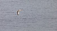 Goose in full flight