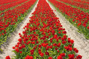 tulip field by Andreas Wemmje