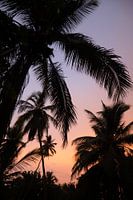 Palmboom met zonsondergang