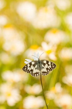 Damier sur fond de marguerites sur Thijs van den Burg