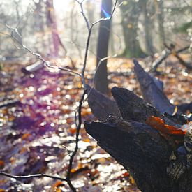 Stamm im Wald von Esmée Kiezebrink