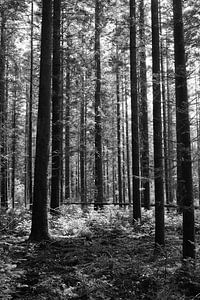 Une forêt en noir et blanc