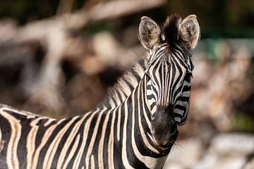 zebra by Saartje Lommelen
