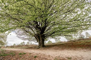 Schaduwrijke Rust Majestueuze Boom in Landschap Postbank van Femke Ketelaar