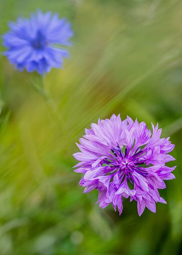 bleuet