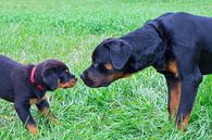 Welpenrottweiler grüßt großen Hund draußen in der Wiese von Ben Schonewille Miniaturansicht