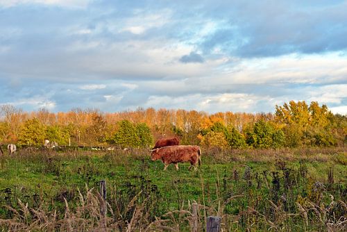 Schotse Hooglanders in het Barnim Natuurpark
