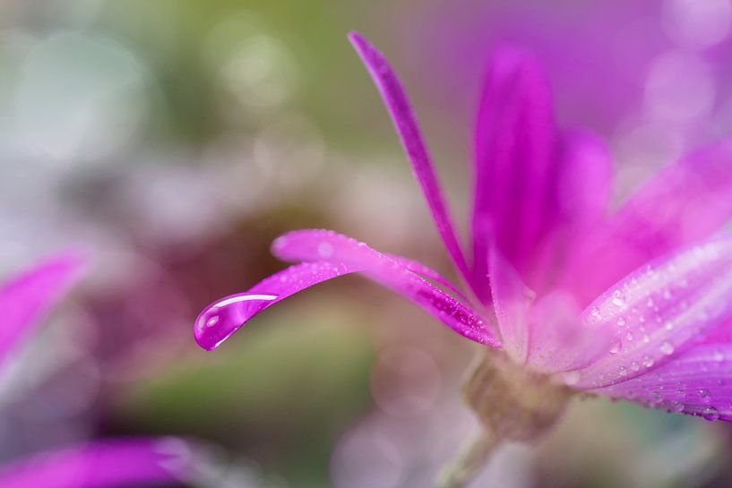 Senetti Pericallis von Tilo Grellmann