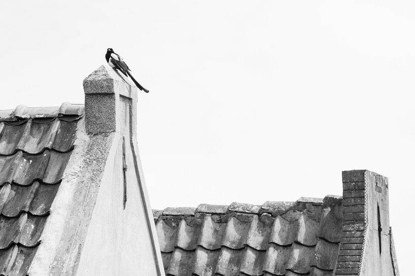 Oiseaux dans les zones bâties par Ronald Buitendijk Fotografie