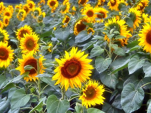 In het zonnebloemveld