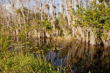 Everglades, Florida van Peter Schickert