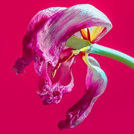 Tulp van jaapFoto