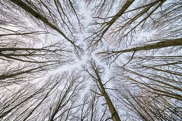 Aan de toppen van de bomen