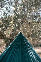Hammock in olive grove in Tuscany | Photo Print Italy travel photography