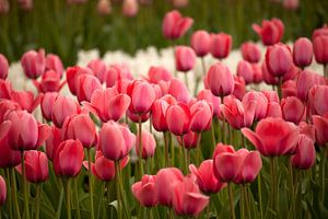 Feld mit rosa Tulpen, Niederlande