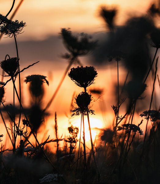 Lot of flowers by Stefano Scoop