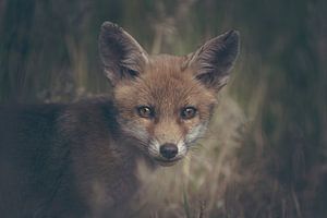 Portret van een jonge vos in de Nederlandse natuur in een dark moody setting