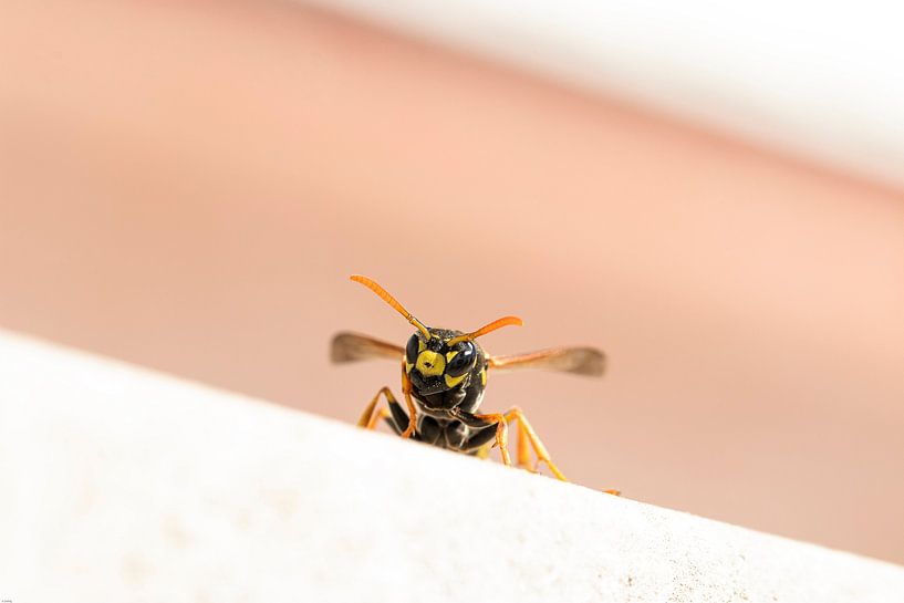 Der Wächter von Antoine Deleij