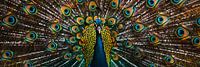 Peacock by Poster Art Shop thumbnail