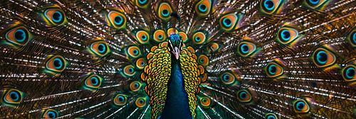 Pfau