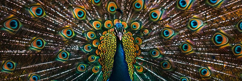 Peacock by Poster Art Shop