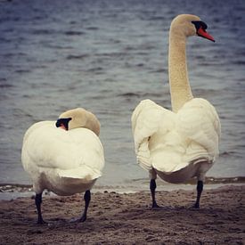 Beautiful swan couple posing for the camera, Netherlands sur Daniel Chambers