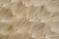 Rural ambience: The fluff on a dandelion's fluff ball from below by Marjolijn van den Berg thumbnail