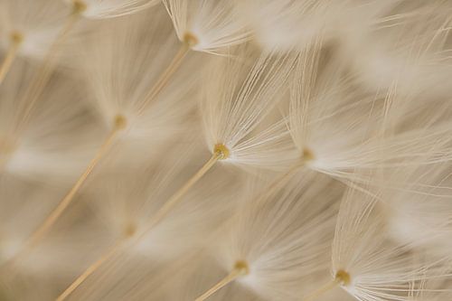 Landelijk sfeertje: De pluisjes aan een pluizenbol van een paardenbloem van onderaf