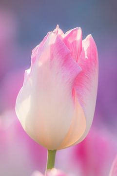 Roze tulp | Lente in de Keukenhof Lisse | Nederland