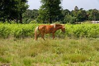 Wildpferd Kampina