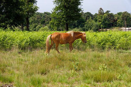 Wild paard Kampina